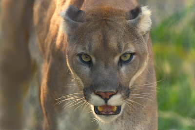 Cougar Aug1